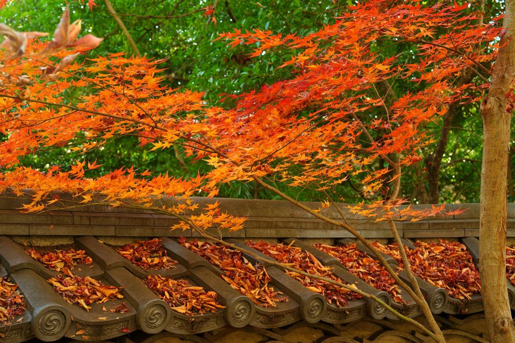 紅葉と古瓦