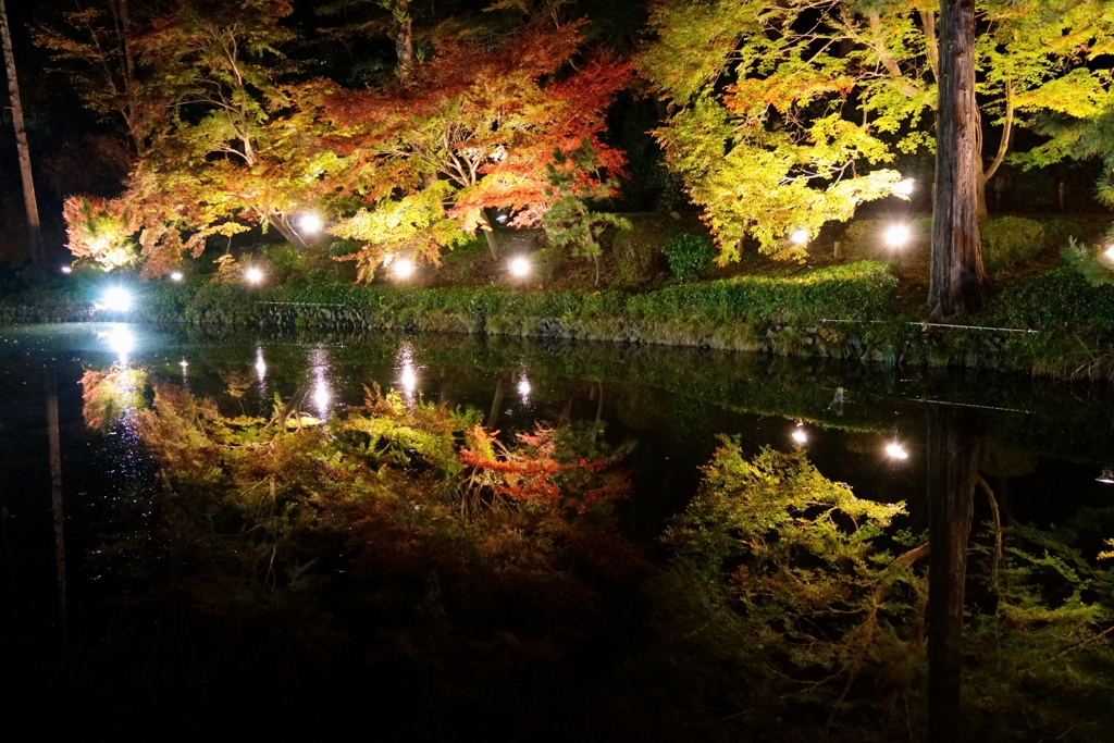 紅葉ライトアップ