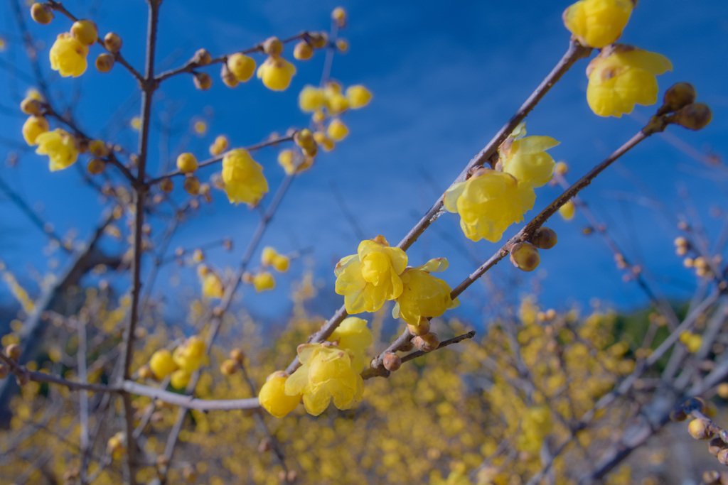 咲き始めた蝋梅2