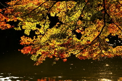 秋映夕光（しゅうえいせっこう）