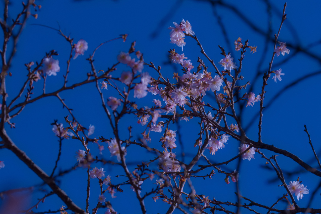 梅も咲き始めました。