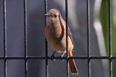 ジョウビダキ雌