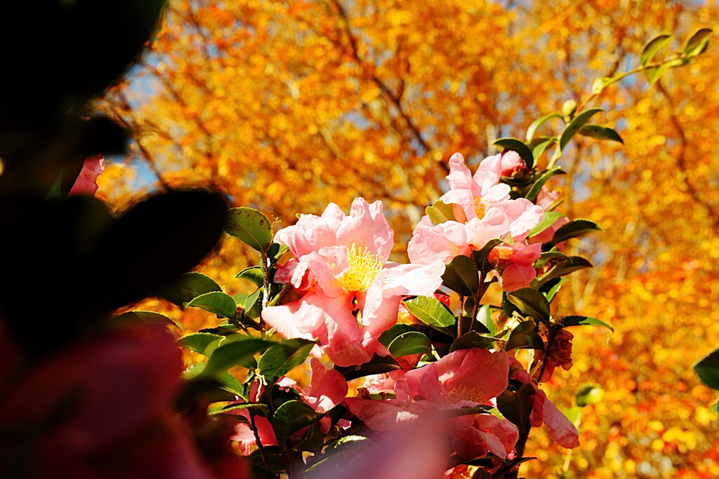 さざんかの花と紅葉