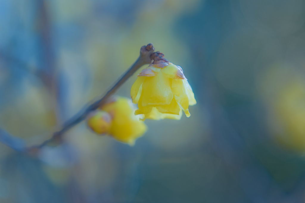 咲き始めた蝋梅2