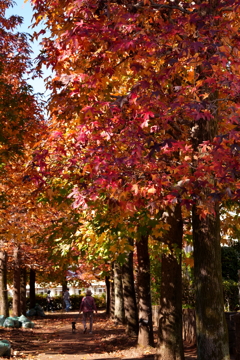 紅葉狩り