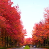 紅葉狩り