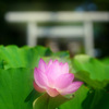 清浄