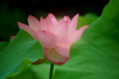 早朝の開花
