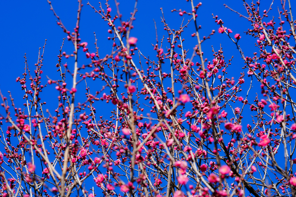 梅も咲き始めました。