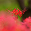 彼岸花