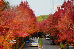 モミジバフウ通り