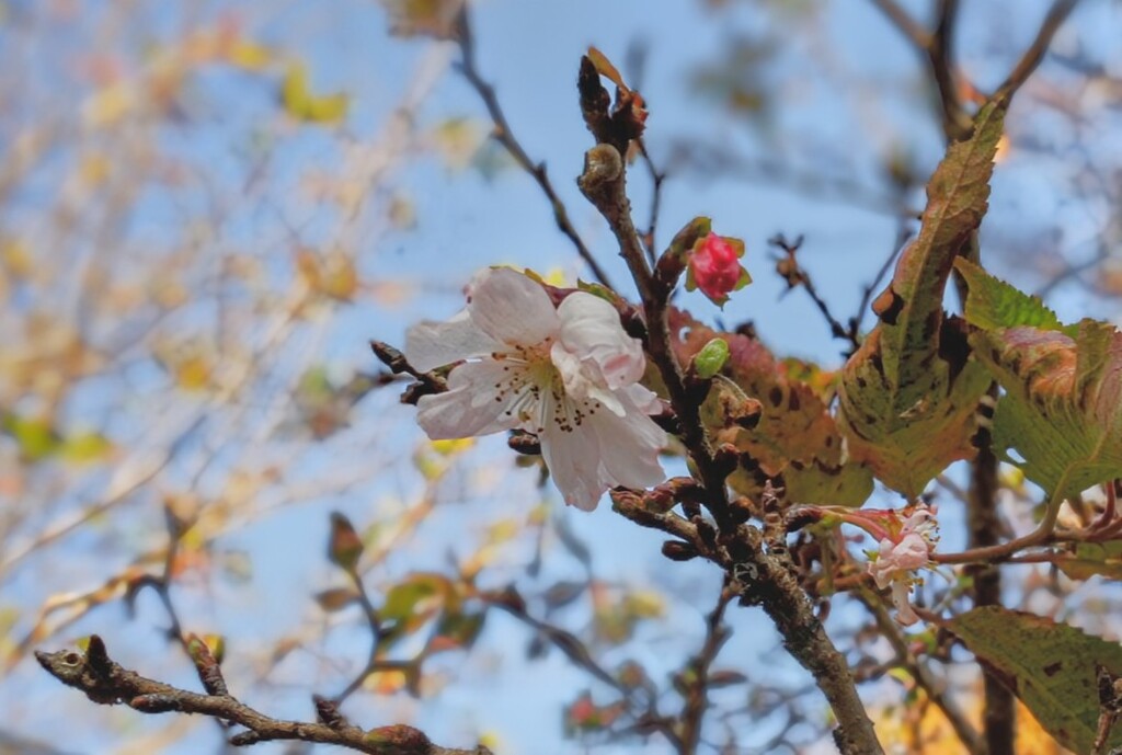 季節を間違えた桜