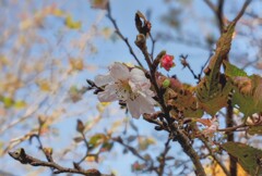 季節を間違えた桜