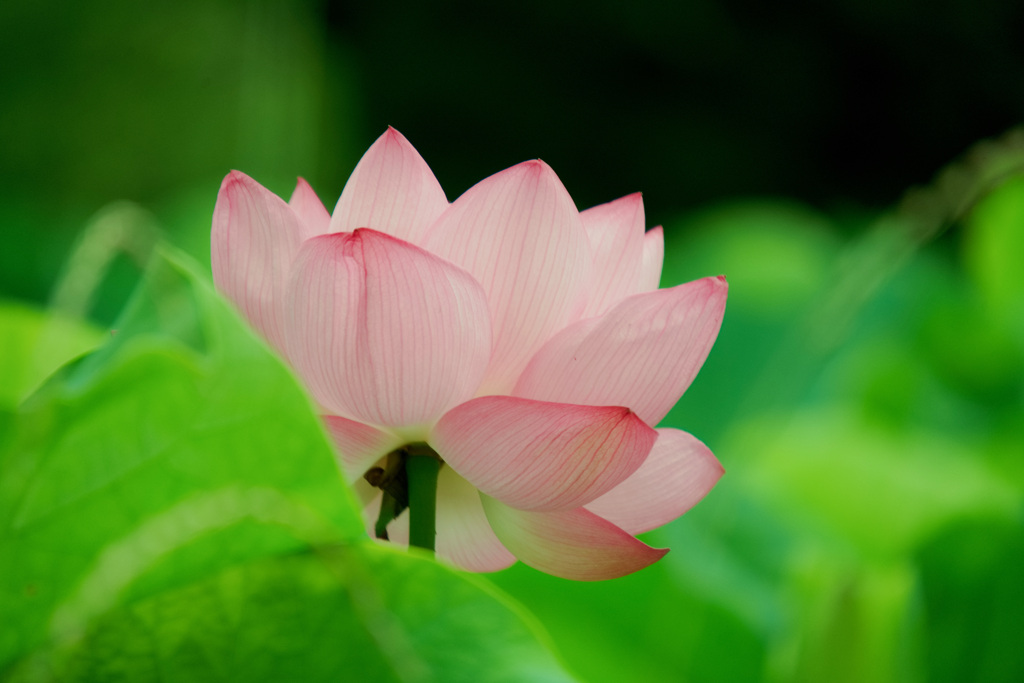 早朝の開花