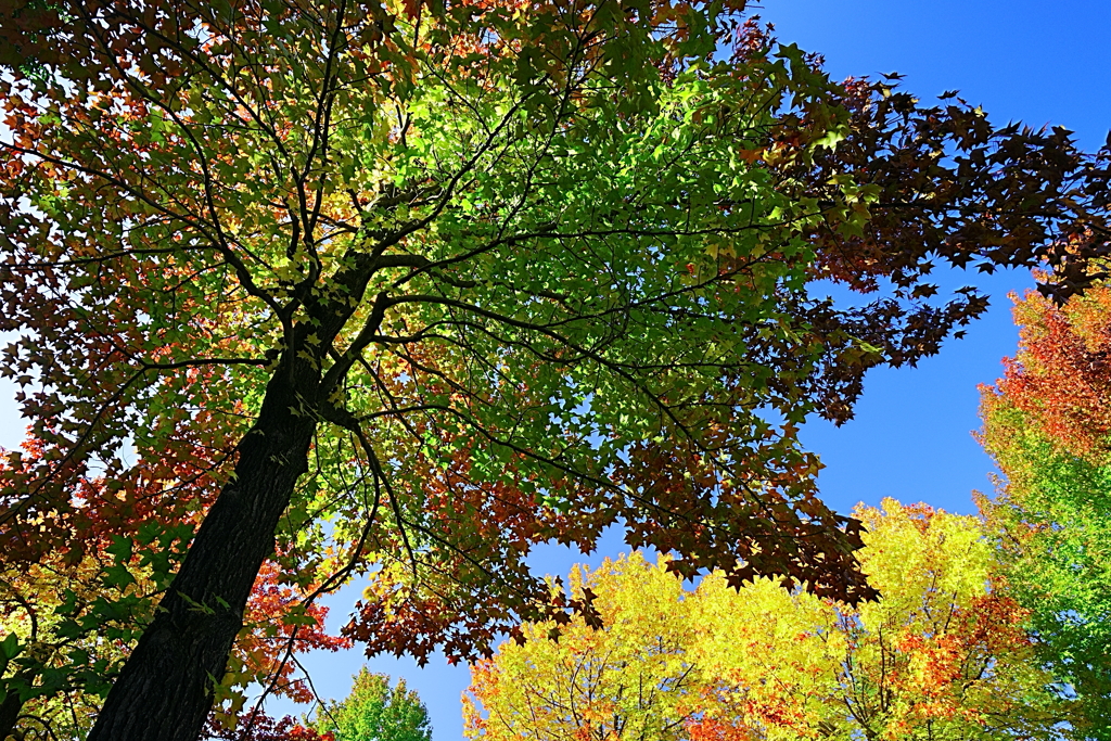 秋色のスペクトル