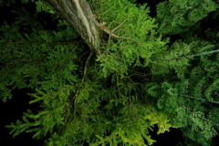 黙して見守る巨木