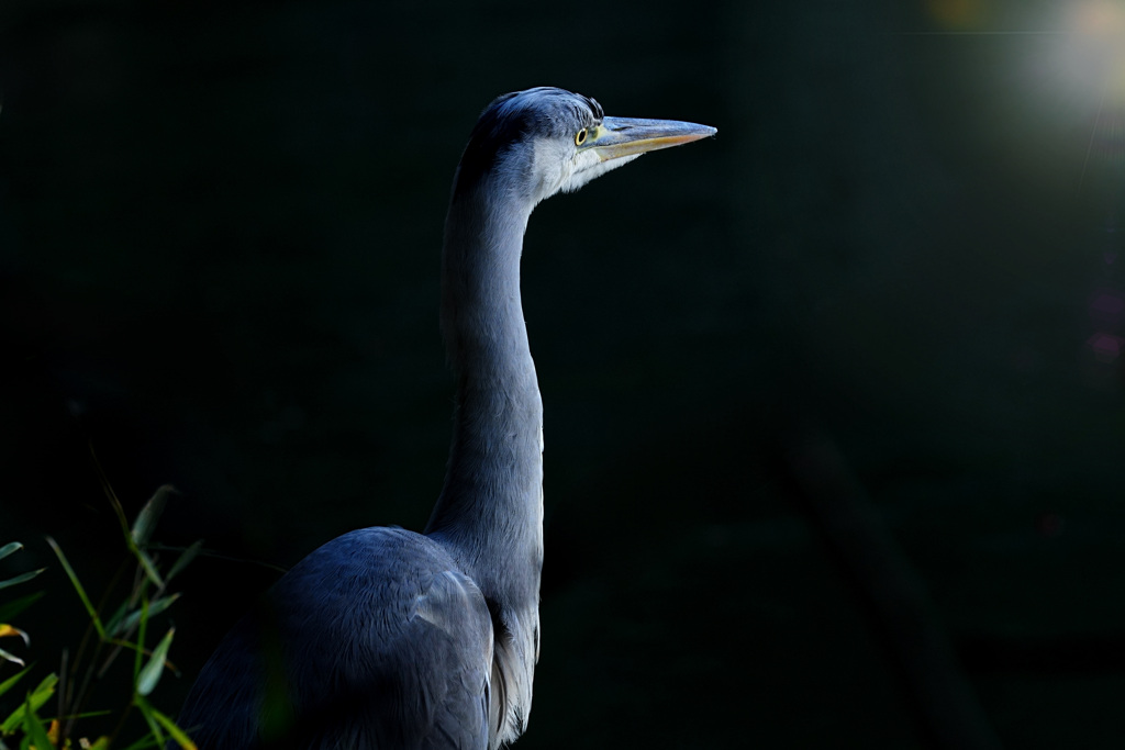 蒼影、ひとすじの光に