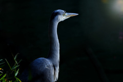 蒼影、ひとすじの光に