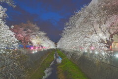夜桜