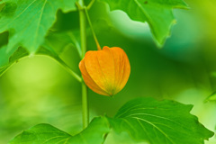 ついにこの季節も来たか！