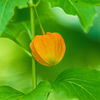 ついにこの季節も来たか！