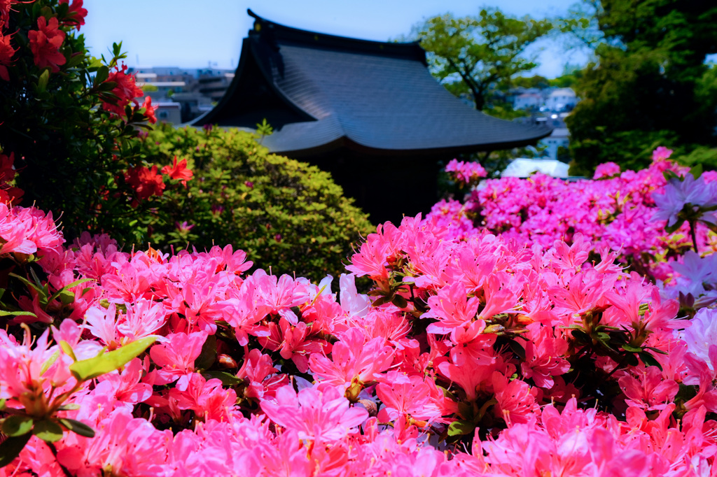 つつじ寺