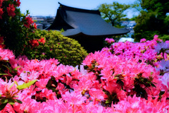 つつじ寺
