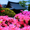つつじ寺