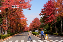 赤の横断歩道