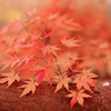 紅葉の囁き