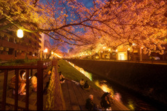 夜桜と宴