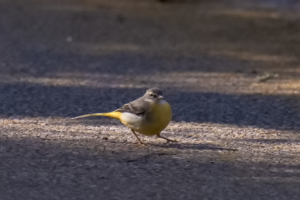 ジョウビダキ雌