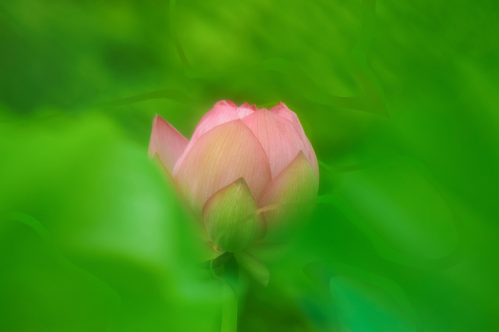 早朝の開花