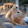 モウコウマ