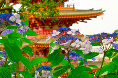 五重塔と紫陽花