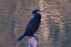 カワウ佇む