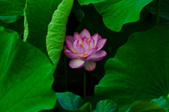 大きな蓮の葉に隠れる蓮の花