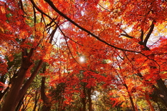 光芒、秋を貫く