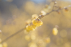 咲き始めた蝋梅2