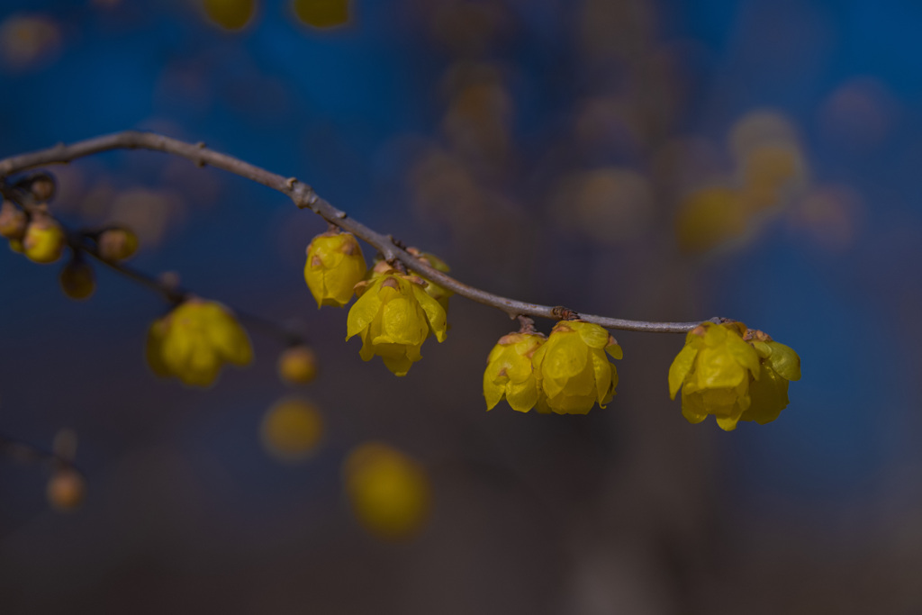 咲き始めたロウバイ