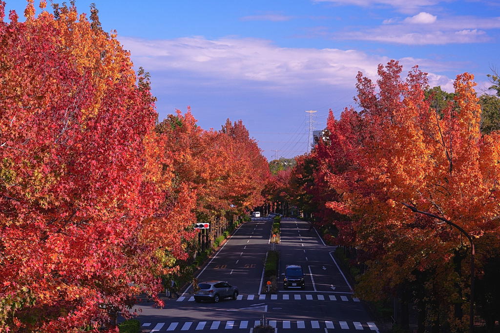 秋色のスペクトル