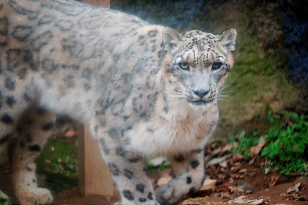ナイスガイ