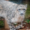 ナイスガイ