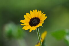 夕方、暑さを乗り越えて