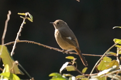 ジョウビダキ雌