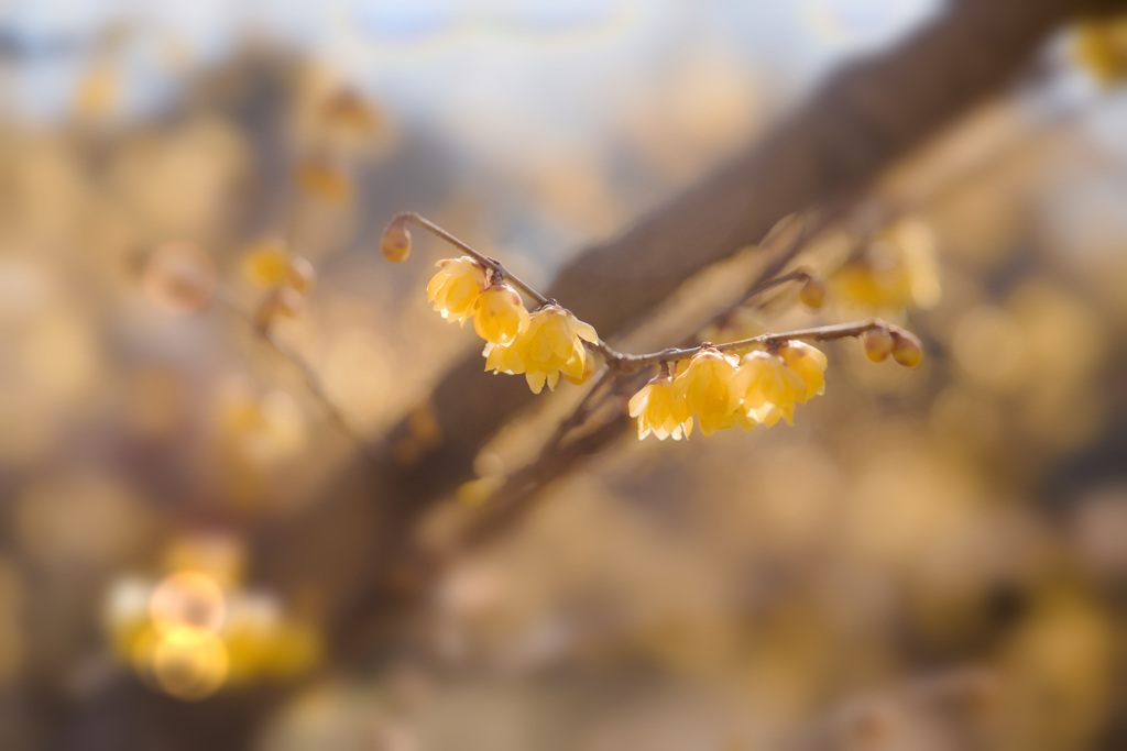 咲き始めた蝋梅2