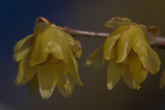 咲き始めたロウバイ