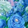 デルフィニウムの花