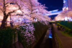 夜桜とモノレール