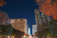 葉は散り、光は立つ